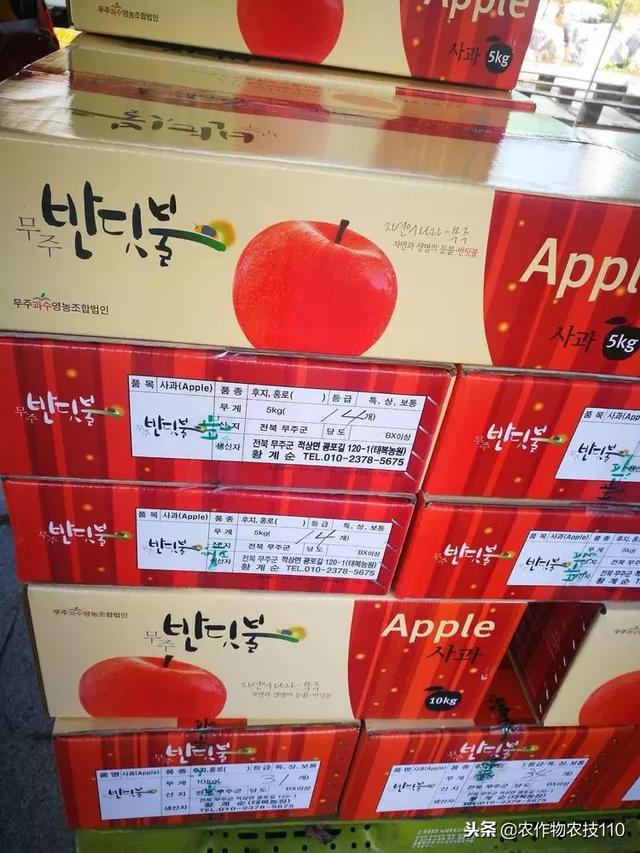 看韩国果农是怎么吃苹果的？长见识了