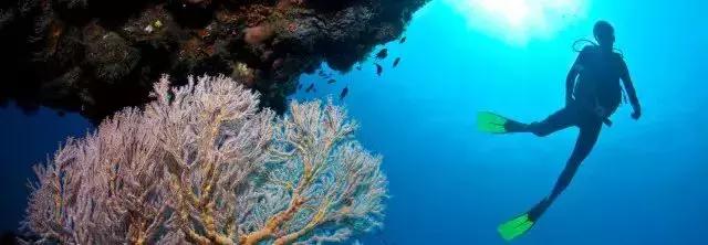 刁曼島 不能錯過世界排名前十的浮潛勝地!陽光~海灘~五彩海底世界
