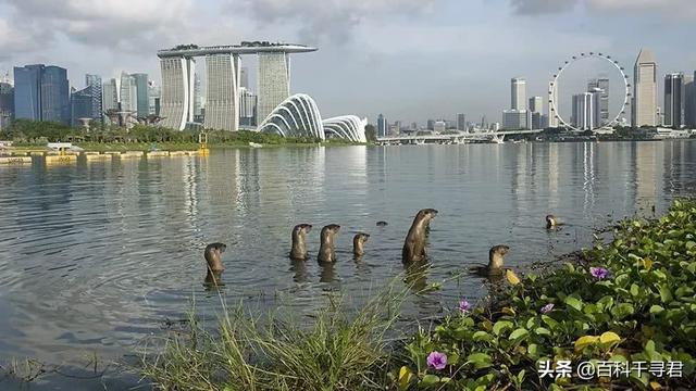 五月的最后一个星期三是世界水獭日，来认识一下我国的三种水獭