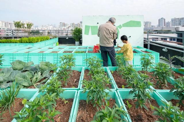 深圳人把菜園子搬上樓頂！每人租1㎡田，果蔬不斷