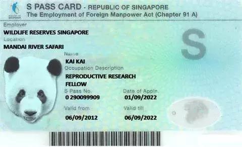 「海外劳务风险」为什么新加坡工作准证申请频频被拒？