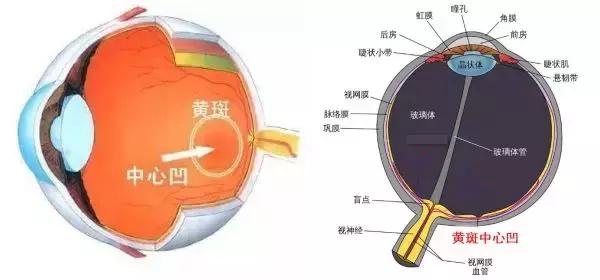 「科普」認識一下最凶險的眼病——黃斑病