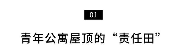 深圳人把菜園子搬上樓頂！每人租1㎡田，果蔬不斷