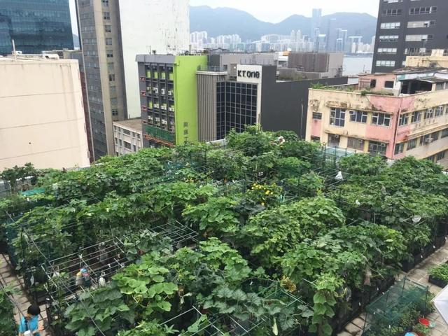 深圳人把菜園子搬上樓頂！每人租1㎡田，果蔬不斷