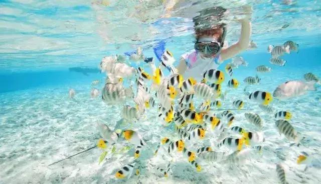 刁曼岛 不能错过世界排名前十的浮潜胜地!阳光~海滩~五彩海底世界