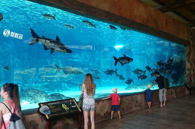世界上最大的淡水展示館，超美水底玻璃水族馆—新加坡河川生态园