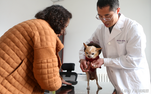 鄭州現中醫寵物醫院，推拿、針灸、艾灸都有 醫生：療效好還省錢