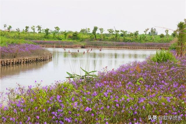 15200起拍！会产生新地王吗？新川湿地公园旁将拍卖住宅用地