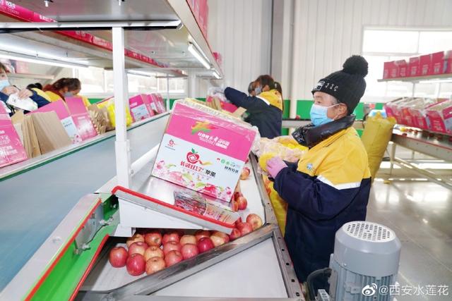陝西果業産區行走進長武 品嘗被譽爲“世界上最香的蘋果”