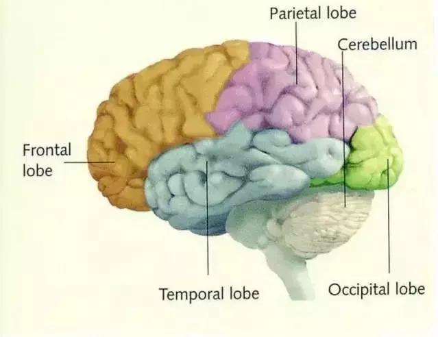 洪兰教授：激活孩子大脑的三个有效方法，运动、阅读和游戏