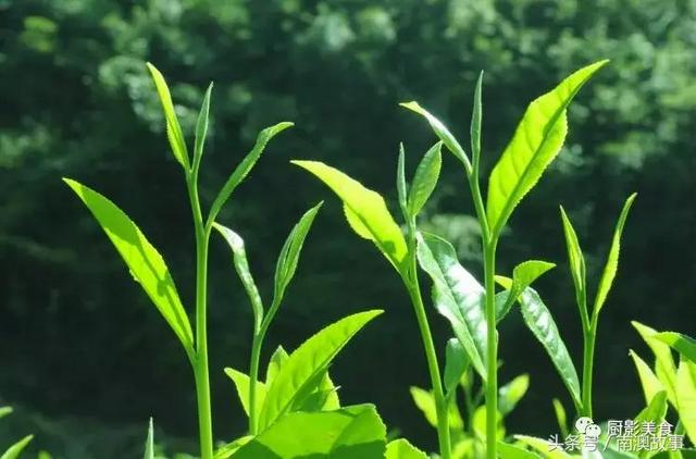 广东美食大全，顶级特产知多少？欢迎广东人继续来补充！