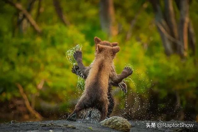 搞笑野生动物摄影