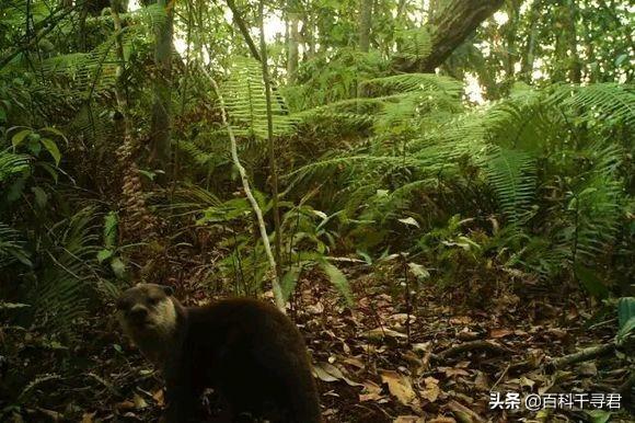 五月的最後一個星期三是世界水獺日，來認識一下我國的三種水獺