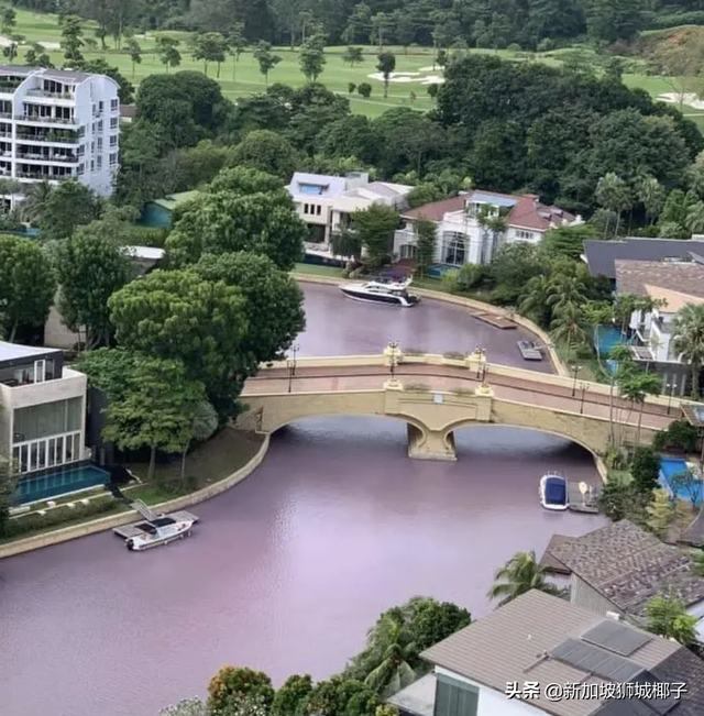 新加坡富豪区这条河变成粉色，惊现大批死鱼！39年罕见暴雨太作