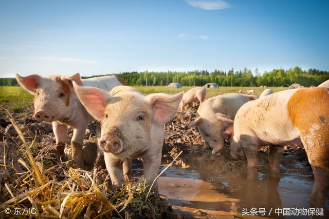 新加坡暂停进口我国湖南省猪肉及其猪肉制品