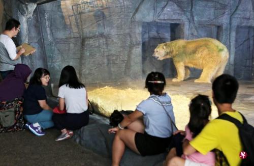 新加坡動物園北極熊健康狀況惡化 或被實施“安樂死”