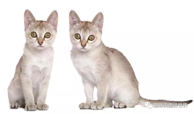 猫咪品种大盘点14：新加坡猫