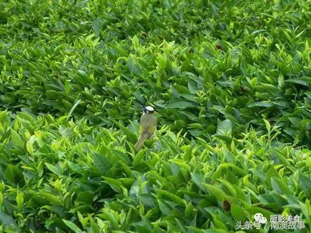 广东美食大全，顶级特产知多少？欢迎广东人继续来补充！