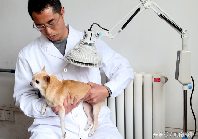 郑州现中医宠物医院，推拿、针灸、艾灸都有 医生：疗效好还省钱