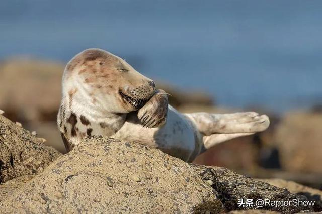 搞笑野生动物摄影