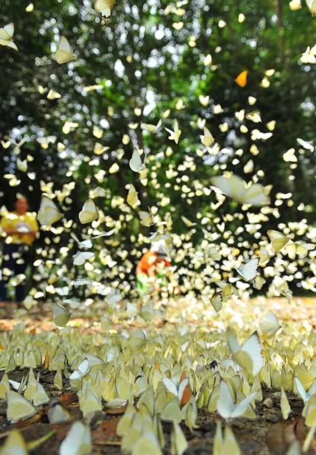 盤點中國和東盟的國家公園秘境