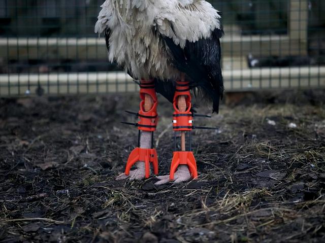 腦洞大開！用3D打印技術制作“鳥鞋”，讓飛禽免受足部疾病影響