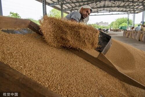能“喂饱世界”的印度要进口小麦了？印度官方：假消息，库存足够