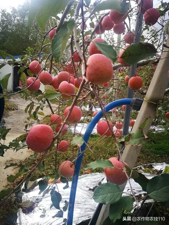 看韩国果农是怎么吃苹果的？长见识了