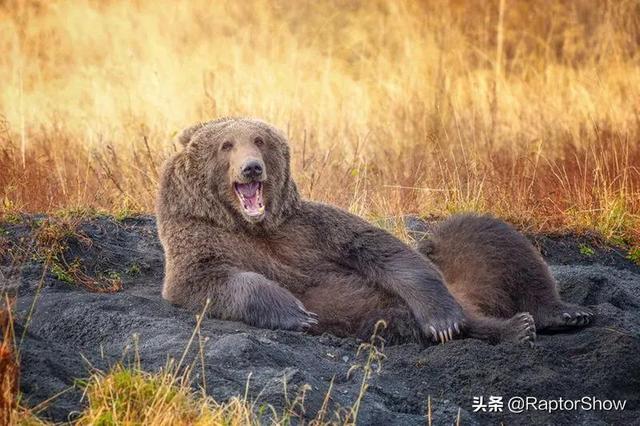 搞笑野生动物摄影