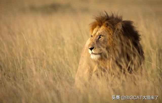 狮子都过着群居生活？科学家发现数十只“独居狮”，习性类似老虎