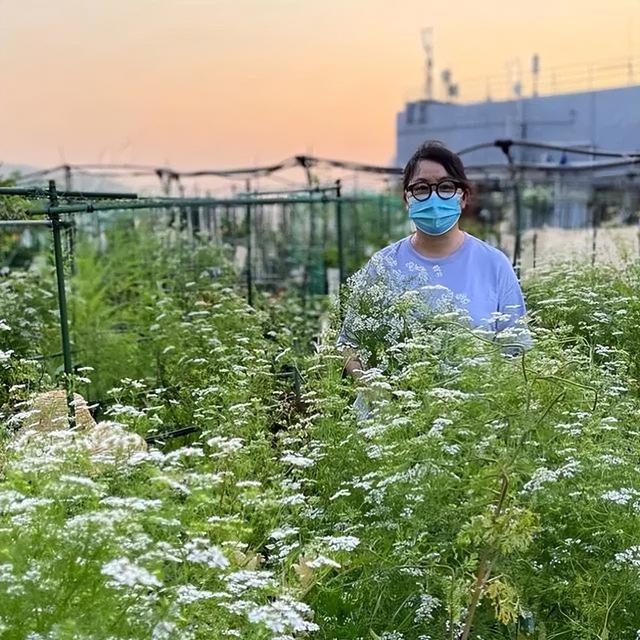 深圳人把菜園子搬上樓頂！每人租1㎡田，果蔬不斷