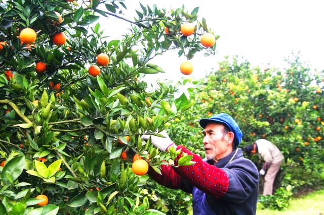 忠橙出海 重慶柑橘借力陸海新通道首次出口新加坡