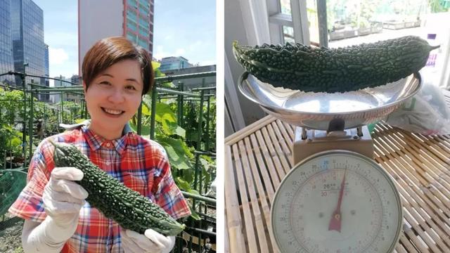 深圳人把菜園子搬上樓頂！每人租1㎡田，果蔬不斷