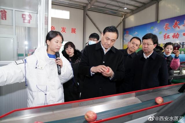 陝西果業産區行走進長武 品嘗被譽爲“世界上最香的蘋果”