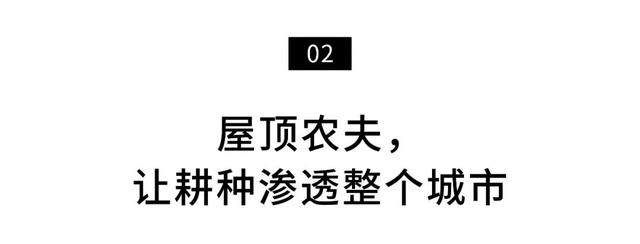 深圳人把菜園子搬上樓頂！每人租1㎡田，果蔬不斷