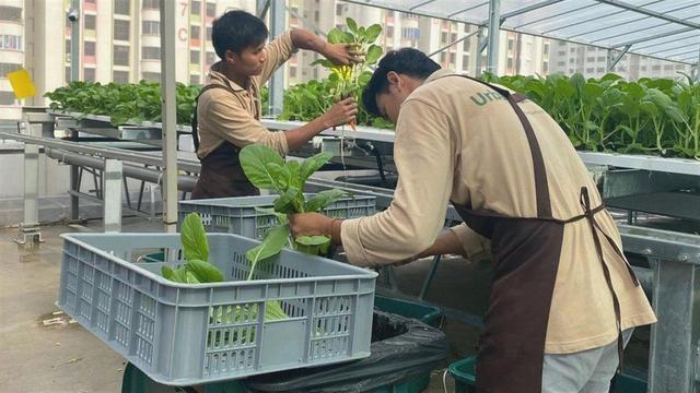 爲實現30%農産品自給自足，新加坡鼓勵農民在立體車庫種菜