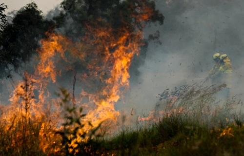 澳大利亚林火致大量动物丧生 最靠近南极的地方“热爆了”