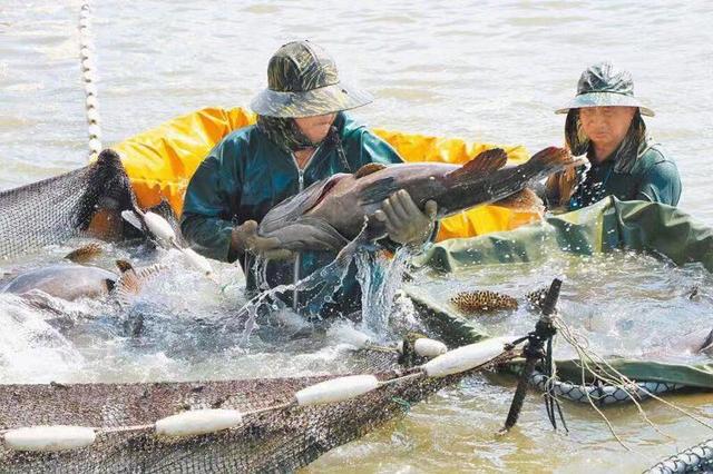 台灣石斑魚檢出禁藥，有何危害