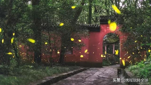 全球最美螢火蟲觀賞地，中國就有四個！