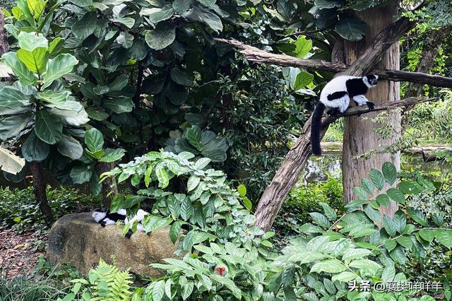 新加坡动物园，热带雨林中的欢乐动物城