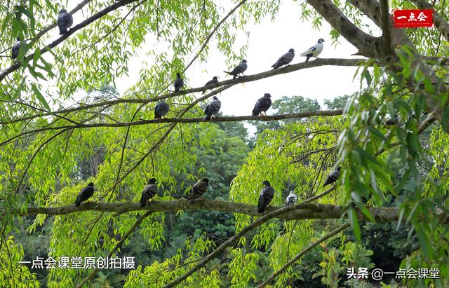 新加坡植物园有棵树根裸露在地面上的奇怪的树，谁知道它几岁了？