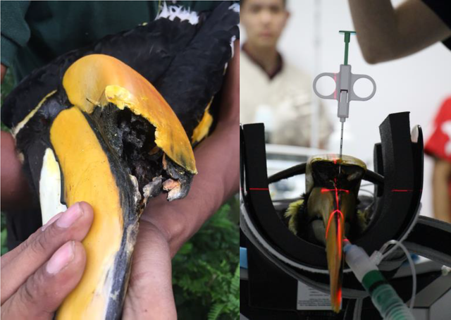 厉害了新加坡！3D打印为双角犀鸟治癌症！
