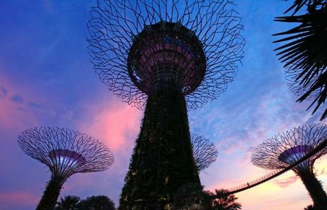 「新加坡必去景点」滨海湾花园，绝美的擎天树！