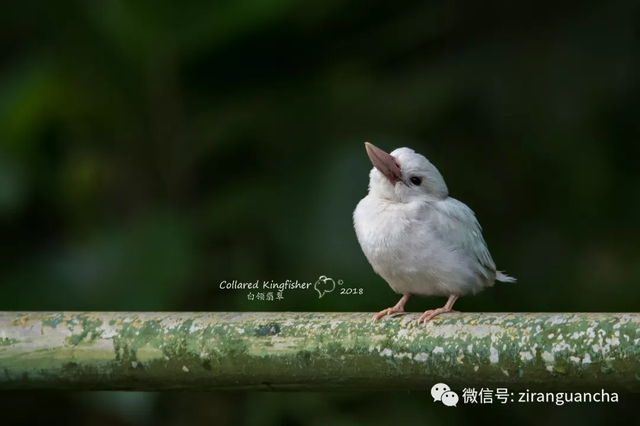 最近幾天，新加坡一只白化的白領翡翠幼鳥成了“網紅”