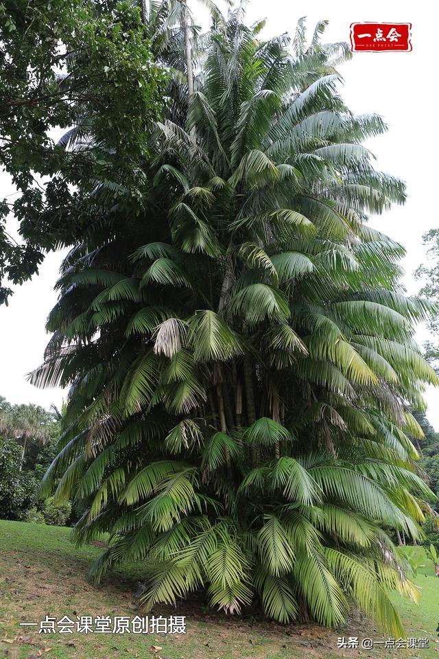 新加坡植物园有棵树根裸露在地面上的奇怪的树，谁知道它几岁了？