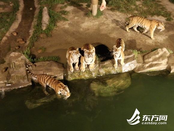 國內首個“動物園奇妙夜”來了！來這裏看看5000只動物的夜間生活