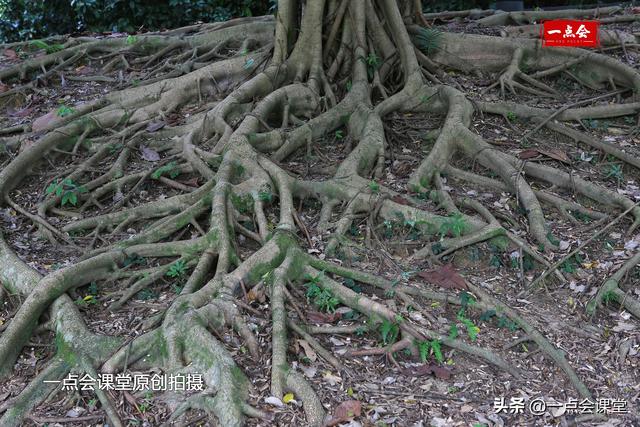 新加坡植物园有棵树根裸露在地面上的奇怪的树，谁知道它几岁了？