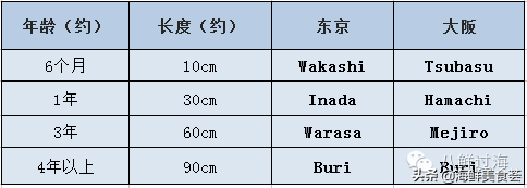 这种鱼受日料偏爱，鲜嫩多油脂，名字不断变换，价钱也不断上升