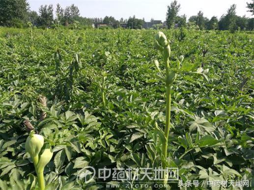 道地药材川白芷需求量大增，但市场以次充好、无序竞争，影响行情发展！