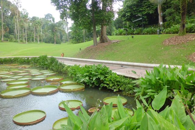 新加坡植物园，世界文化遗产UNESCO